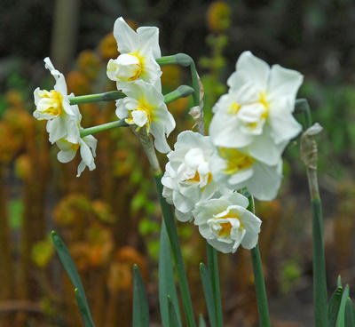 Narcissus tazetta double 'Cheerfulness' PB 2